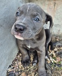 Foster Pup Pebble!