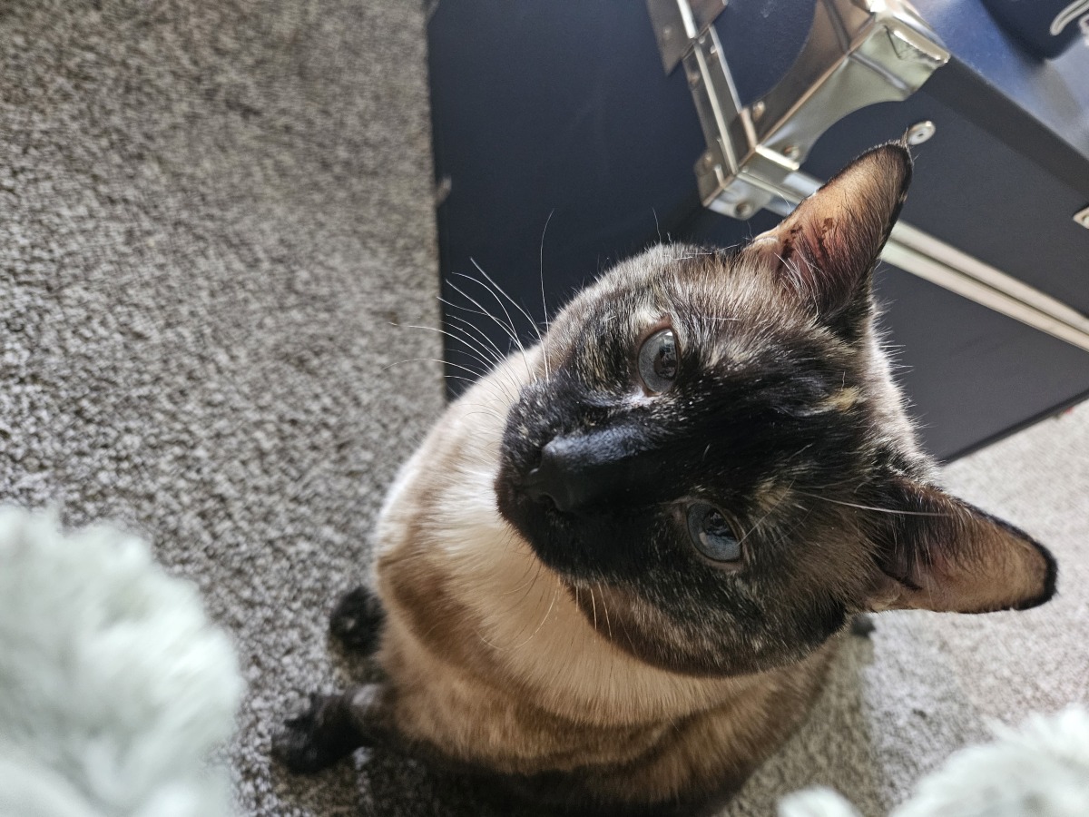 Myrtle - Animal Friends Alumni!