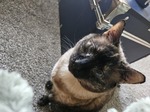 Myrtle - Animal Friends Alumni!