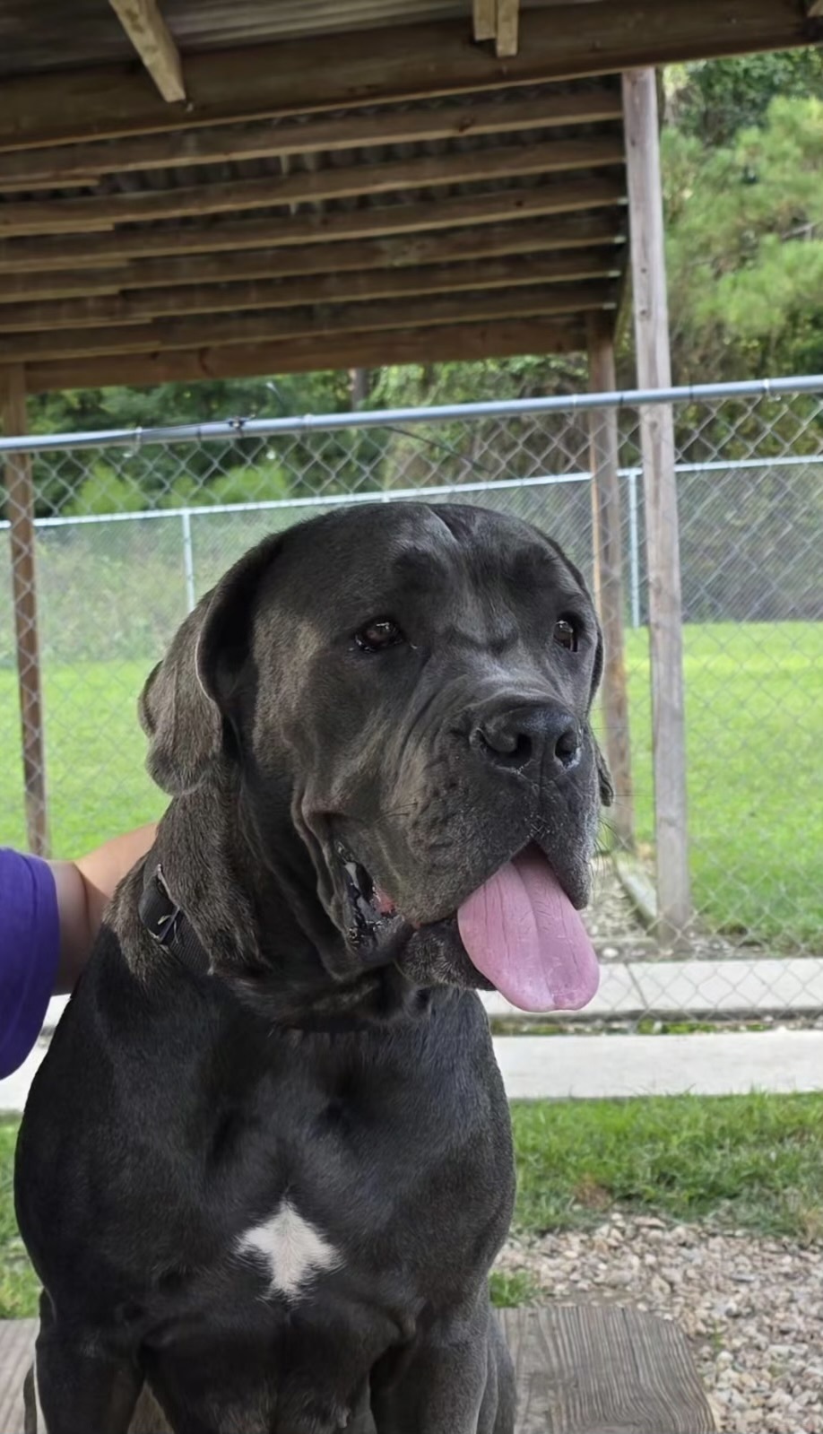 Nala the gentle giant