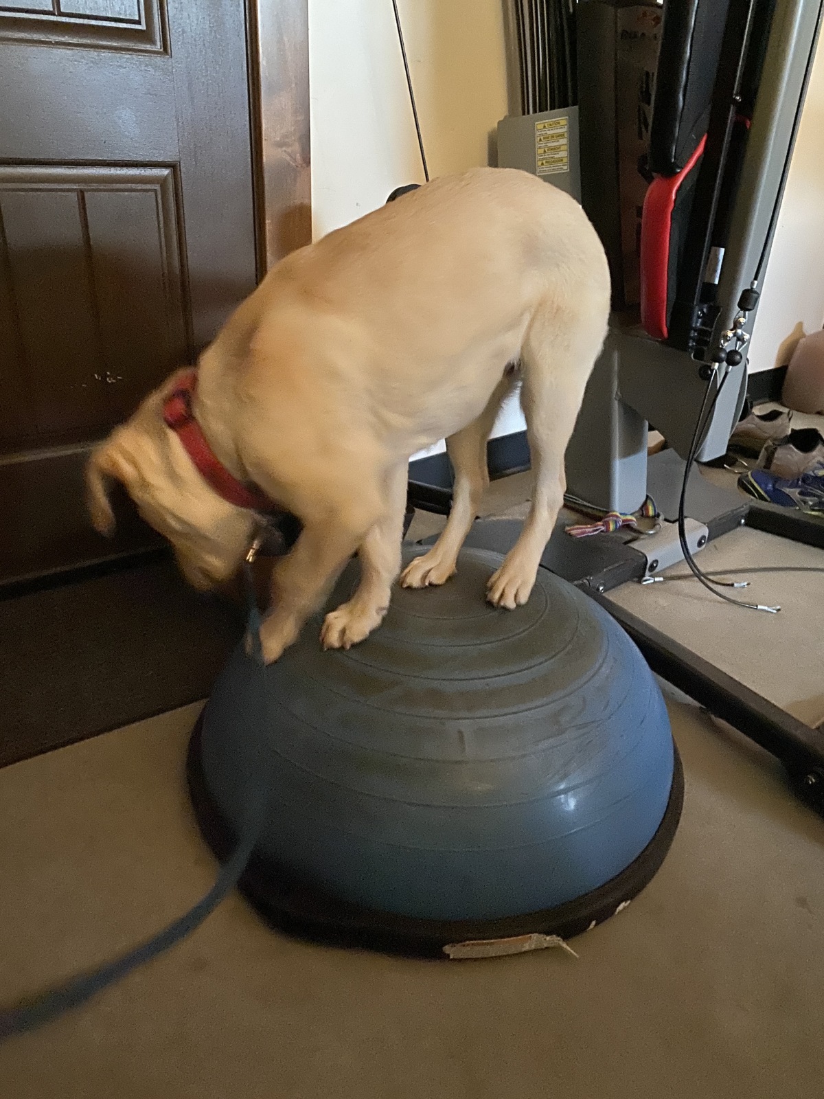 I took an early interest in the BOSU ball!