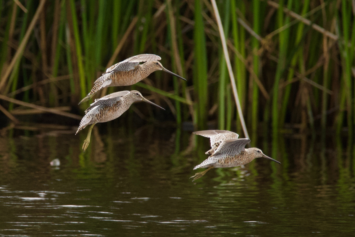 Lesser Yellowlegs
