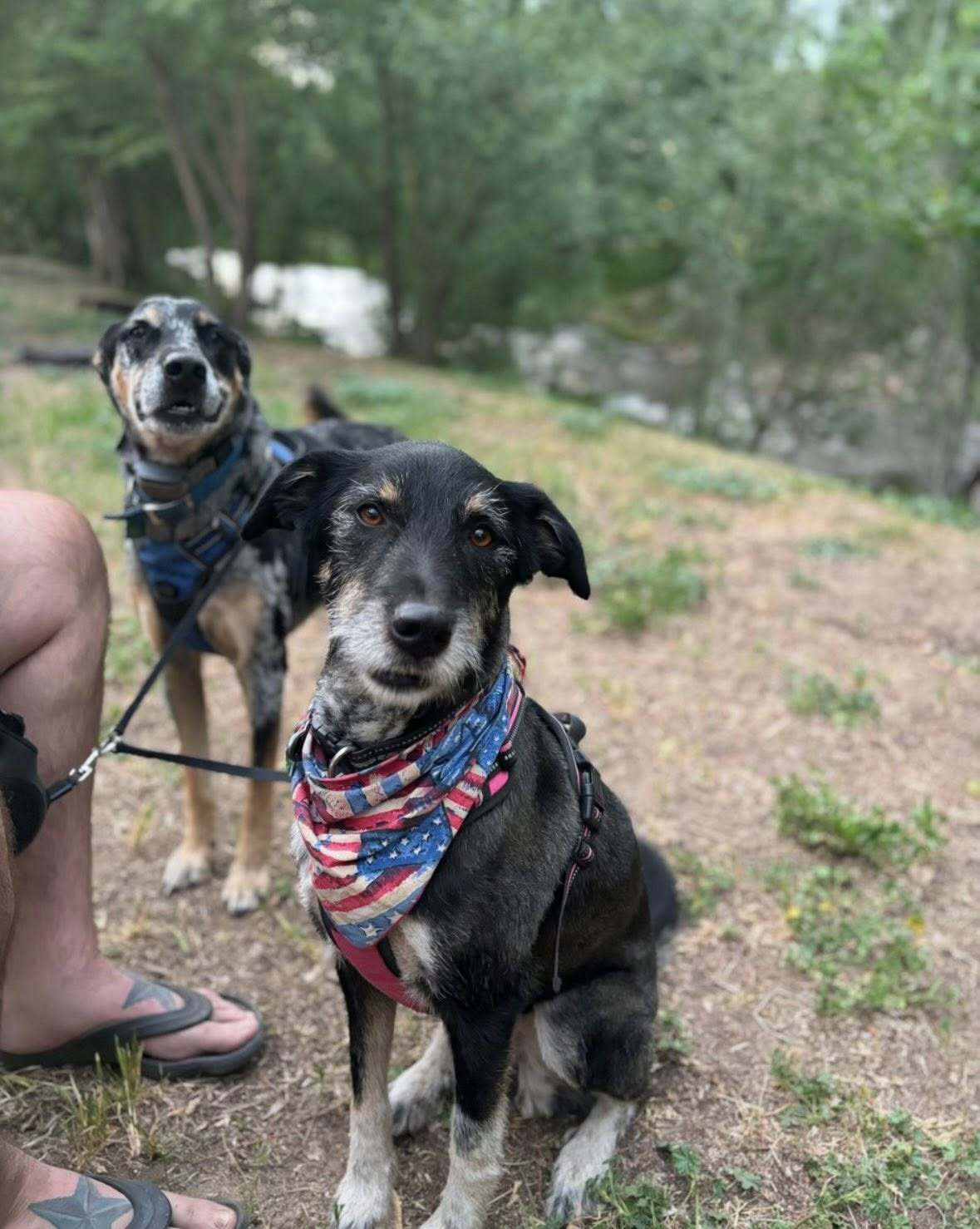 Oh darling, I never leave the house without my accessories—because a true queen knows the paw-fect sparkle is the ultimate statement!