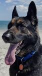 Roman at the beach - Far from the shelter he was dumped at