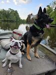 Boating with Roman & Sofie - Rescued is the best breed! Sofie the Frenchie was locked in a basement & not treated the best. Now she is living her best life!