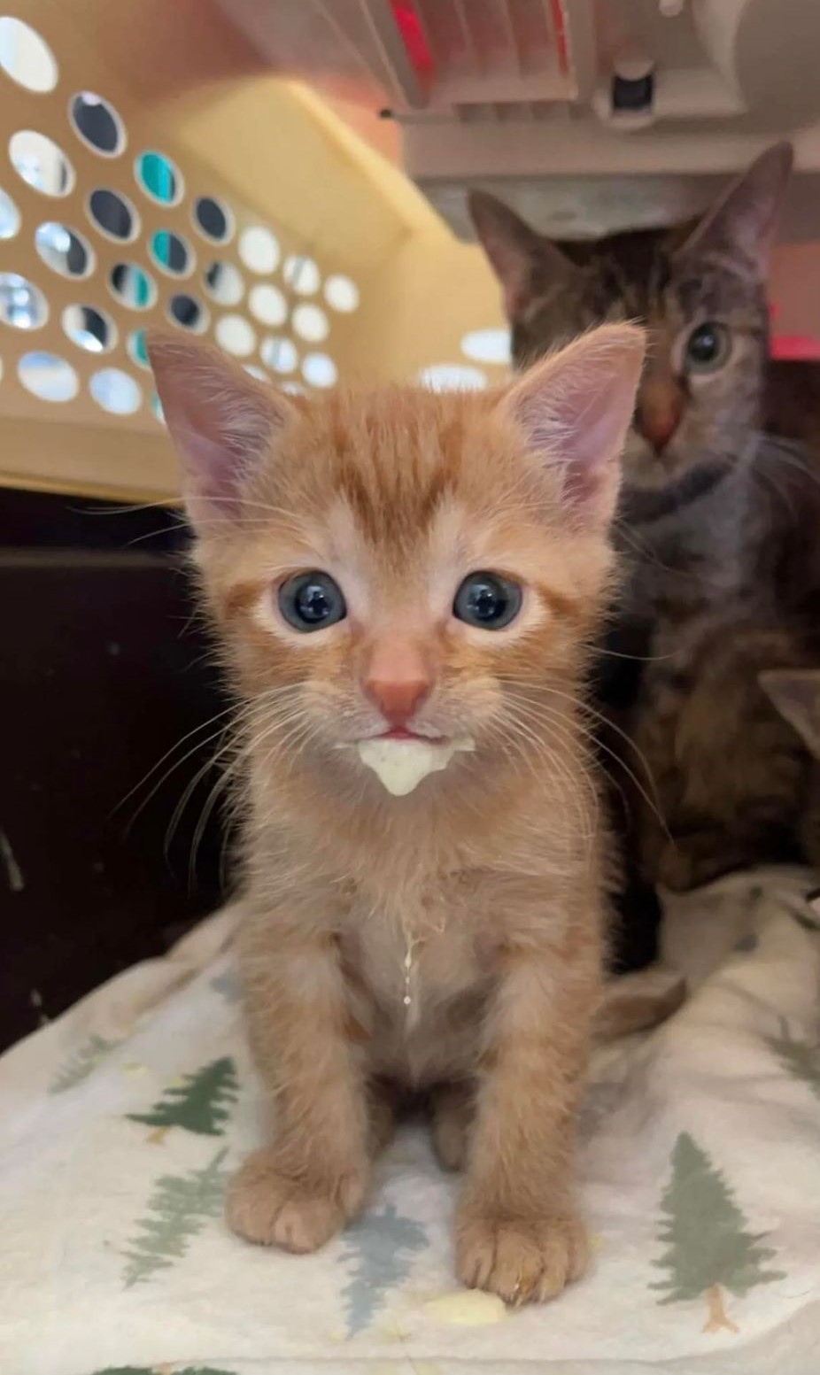 Shelter Kitten