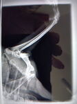 Jimothy's X-Ray