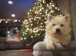 Deck the Paws