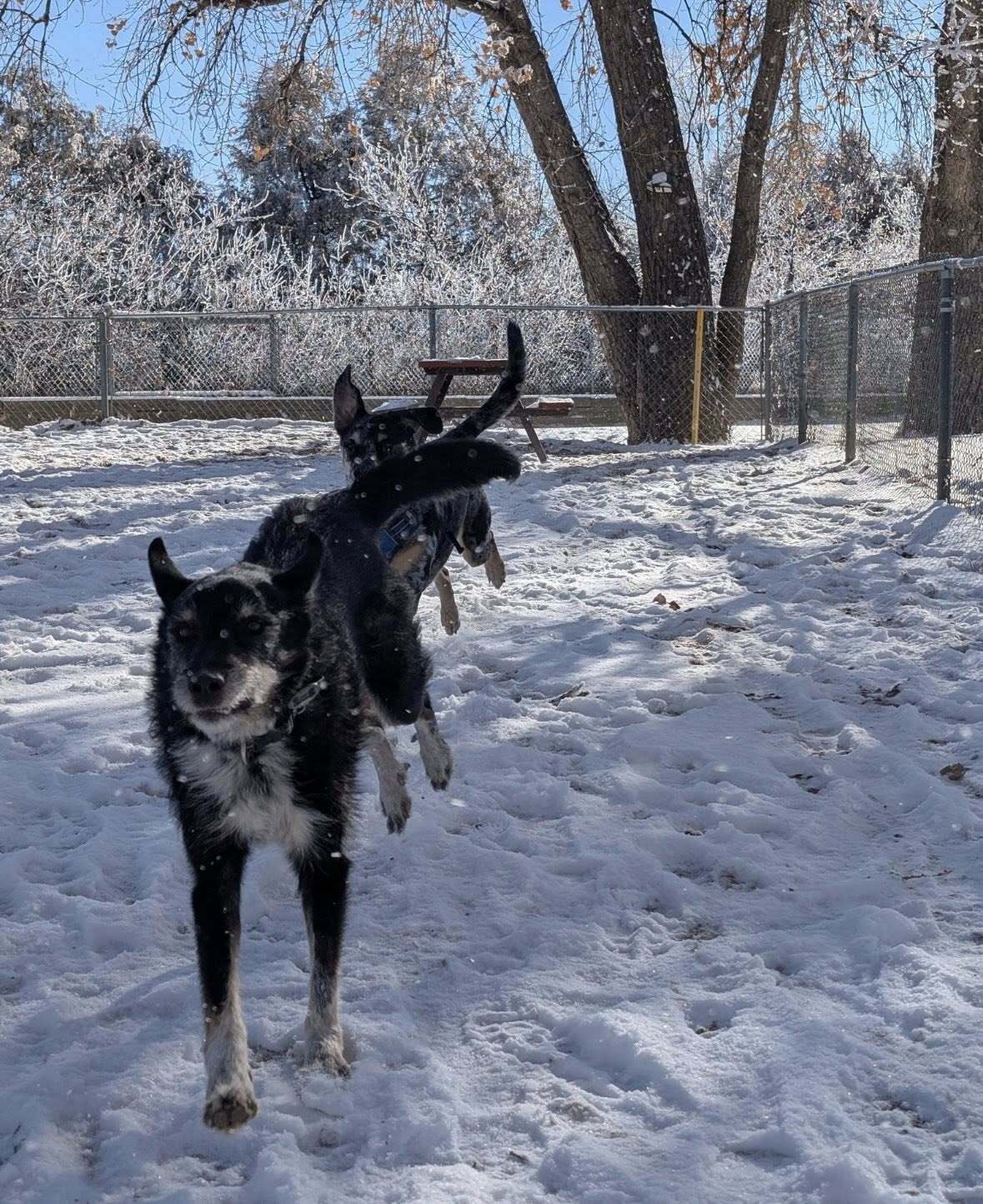 Darling, when that snow falls, I’m the fierce winter goddess—running wild and free, making every frosty moment a runway for my paws!