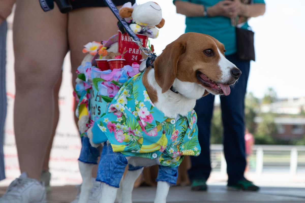 Bark in the Park 2025