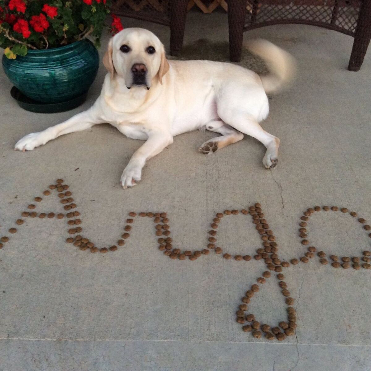 Argo- What a good boy!