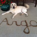 Argo- What a good boy!