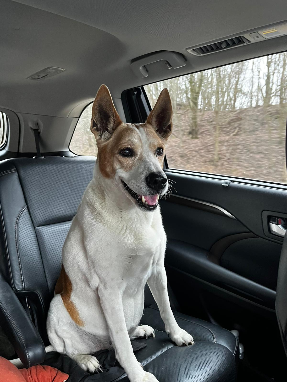 Sadie loved going for rides