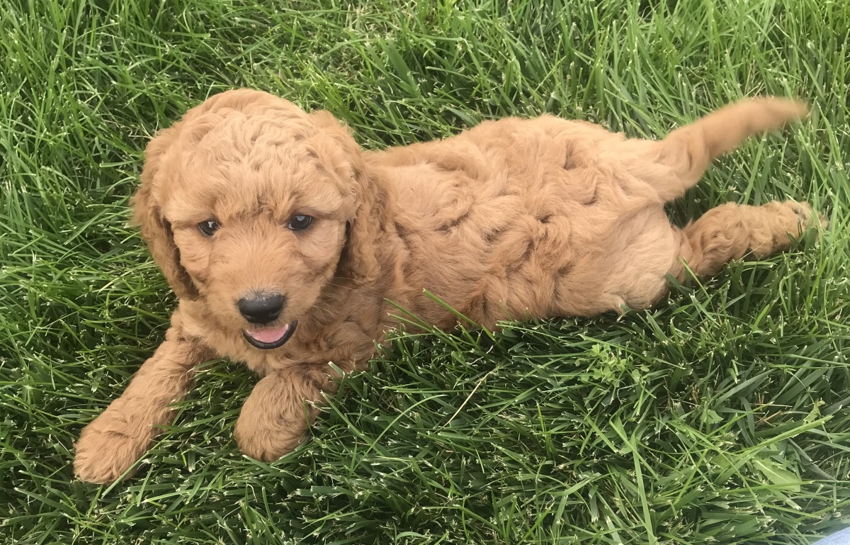 4-week picture of puppy