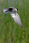 Whiskered tern, Danube Delta ((©Scott Weidensaul))