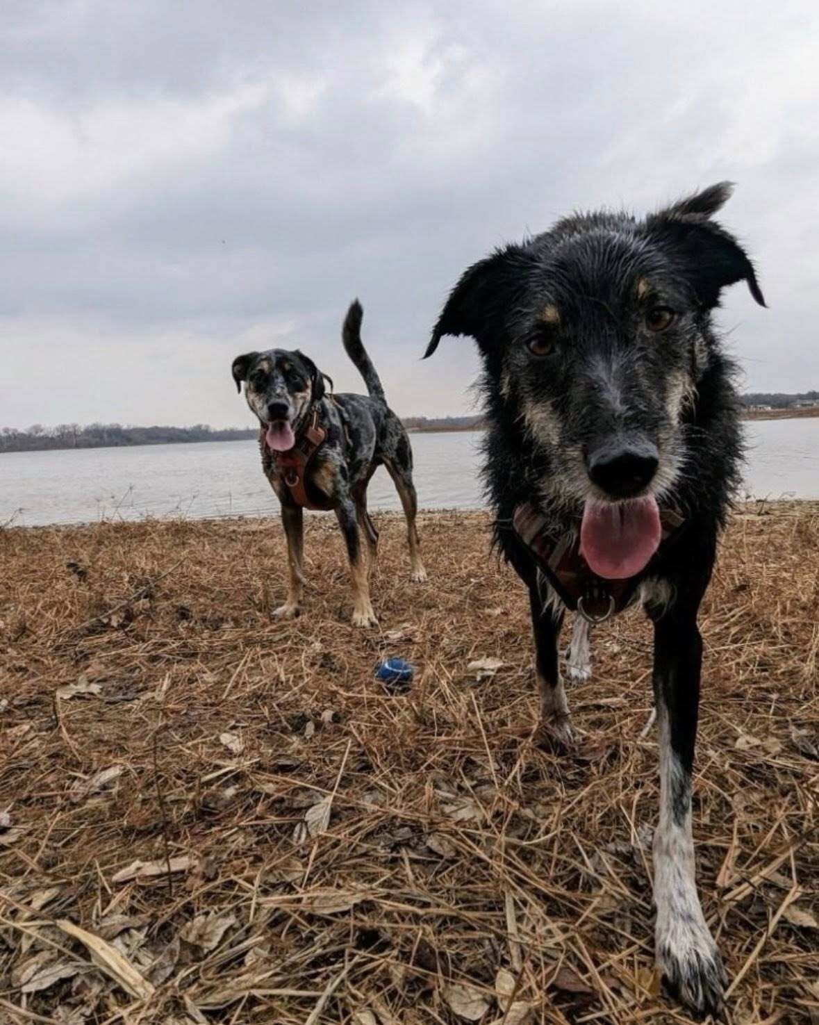 Honey, I might look a little wild, but don’t be fooled—I’m still the reigning queen of this castle, owning every tousled strand with royal flair!          Ask ChatGPT