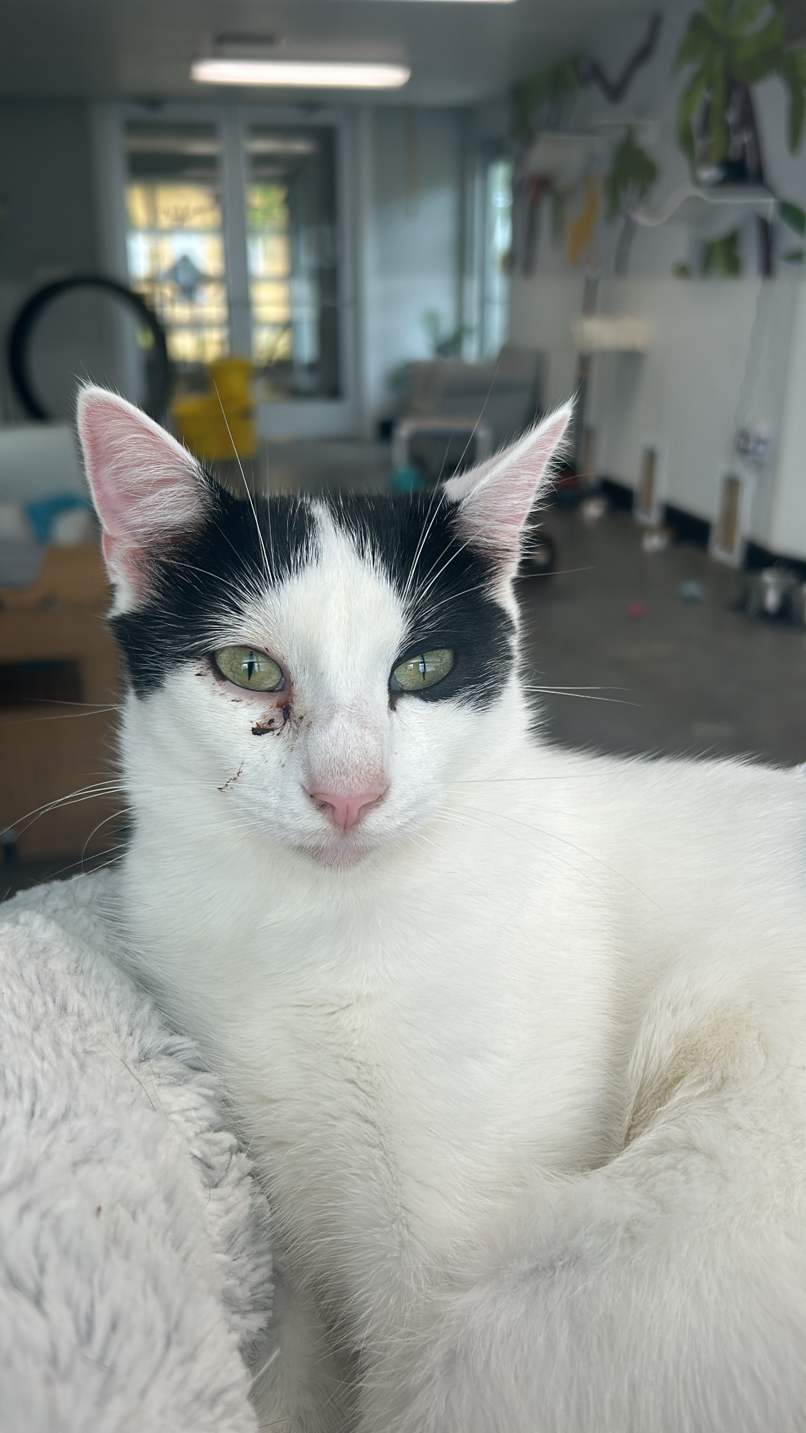 Neville the fun and sweet cat