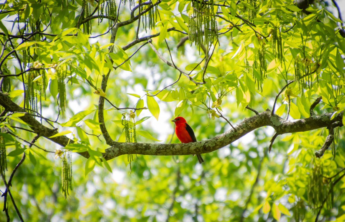 Scarlet Tanager