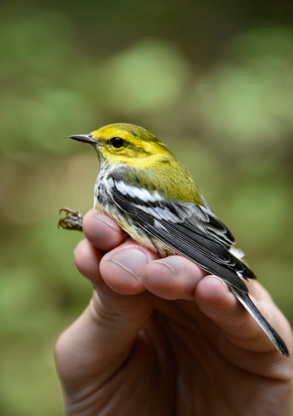 Young Male Black-throated Green Warbler