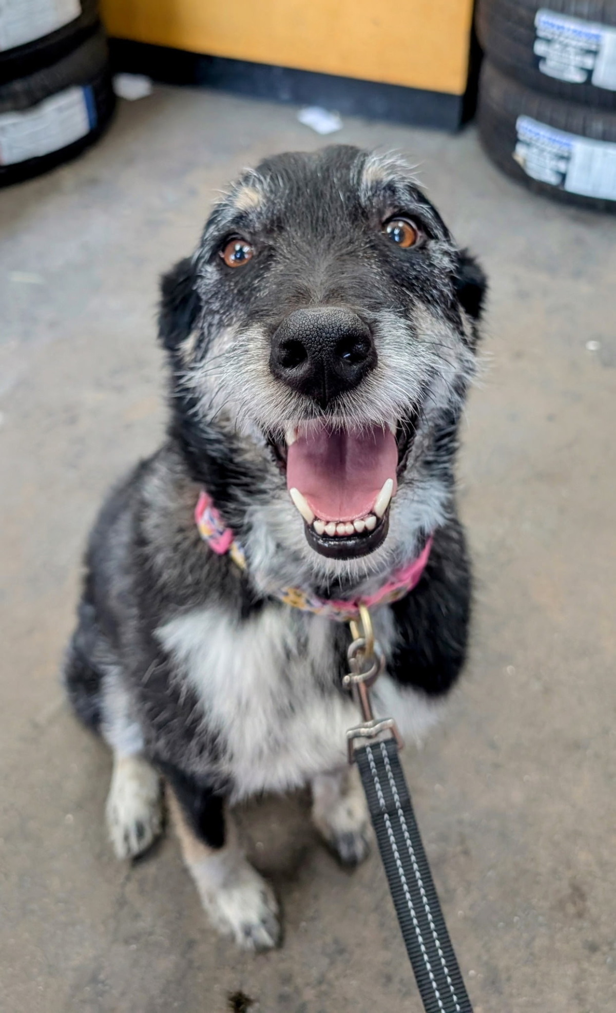 Darling, when Mom and Dad drag me along on errands, you know I’m just working the room—snagging treats from all the lovely fans who can’t resist my charm!