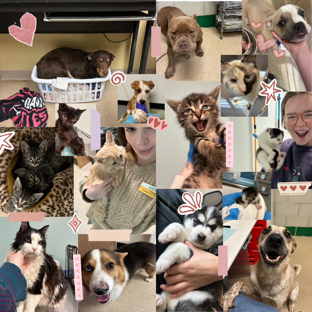 Avery has lots of fun helping rescued pets!