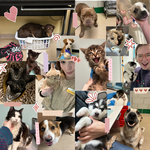 Avery has lots of fun helping rescued pets!