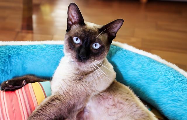 Yes, you can find purebreds at shelters!