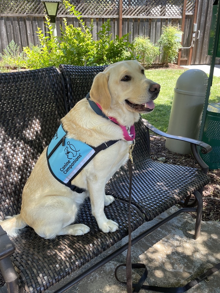 Introducing Farrow: Certified Therapy Dog! July 31, 2024