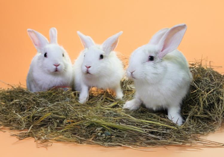 These three bunnies were born at the shelter!