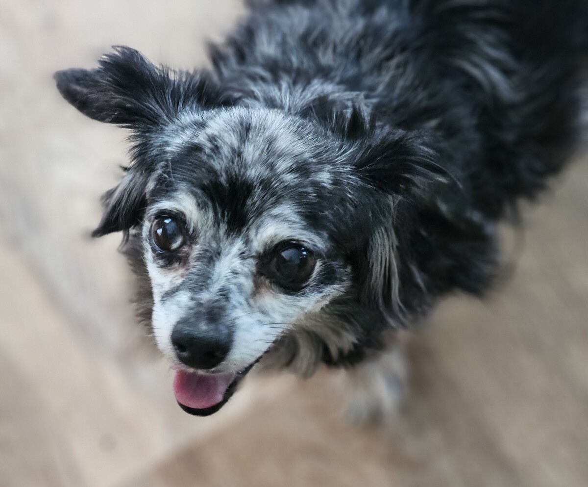 A0061518549-Juno