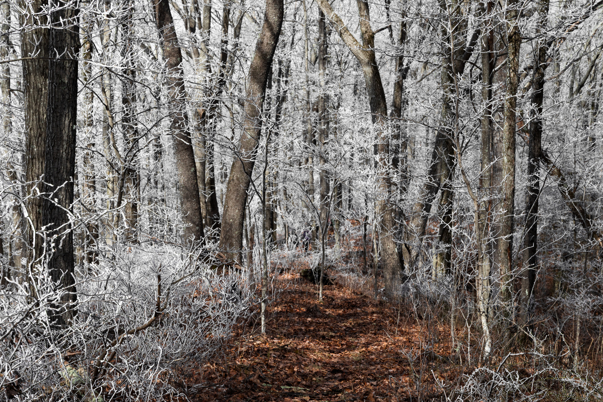 Frozenhead State Park