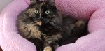 Jilly in Her New Comfy Bed