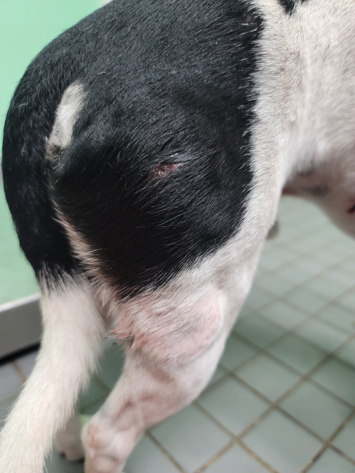 Mr. Chomp Wound 2