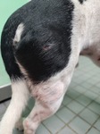 Mr. Chomp Wound 2