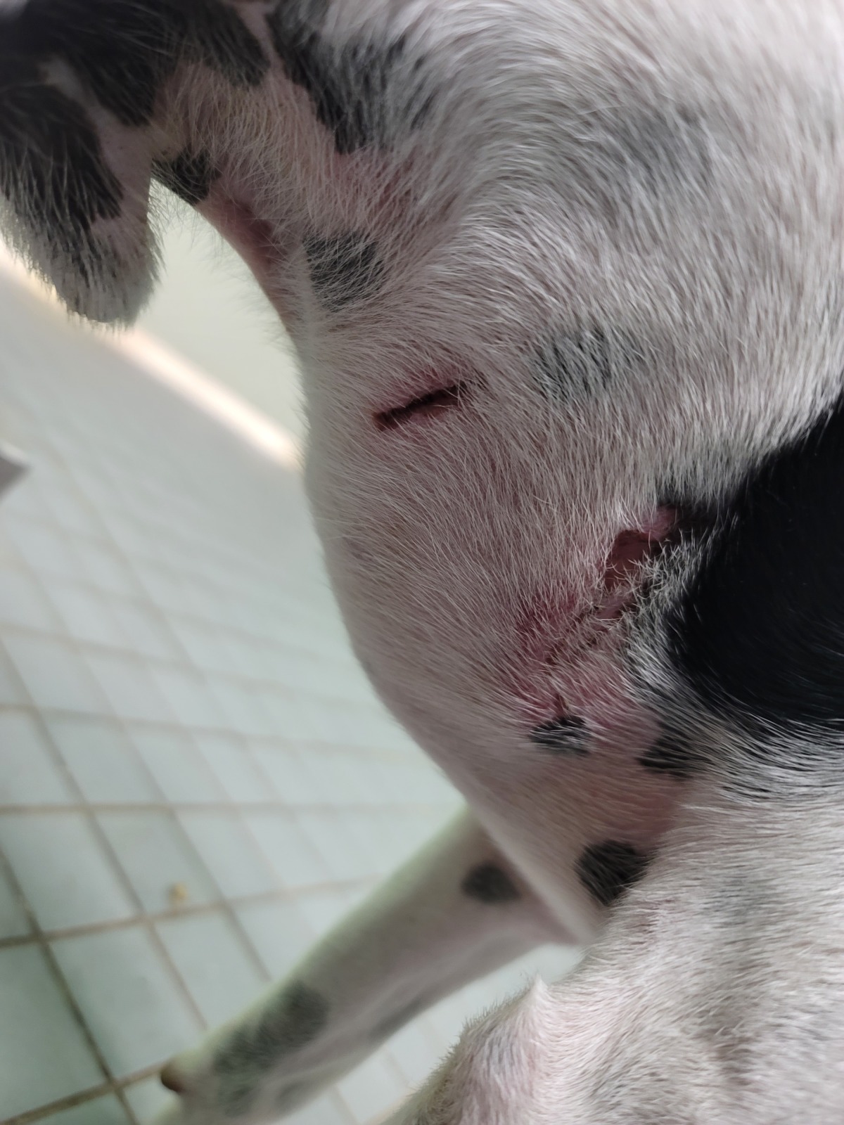 Mr. Chomp wound 1