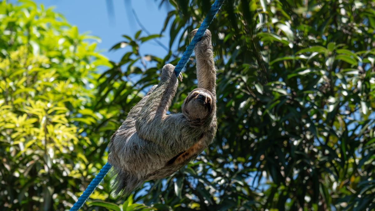 Wild Male Three-Fingered Sloth Using a Sloth Speedway