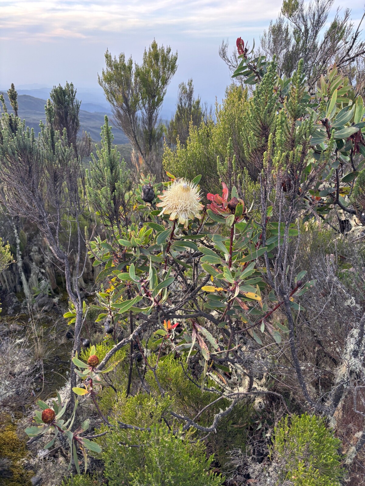 2/16/26: Back in Arusha