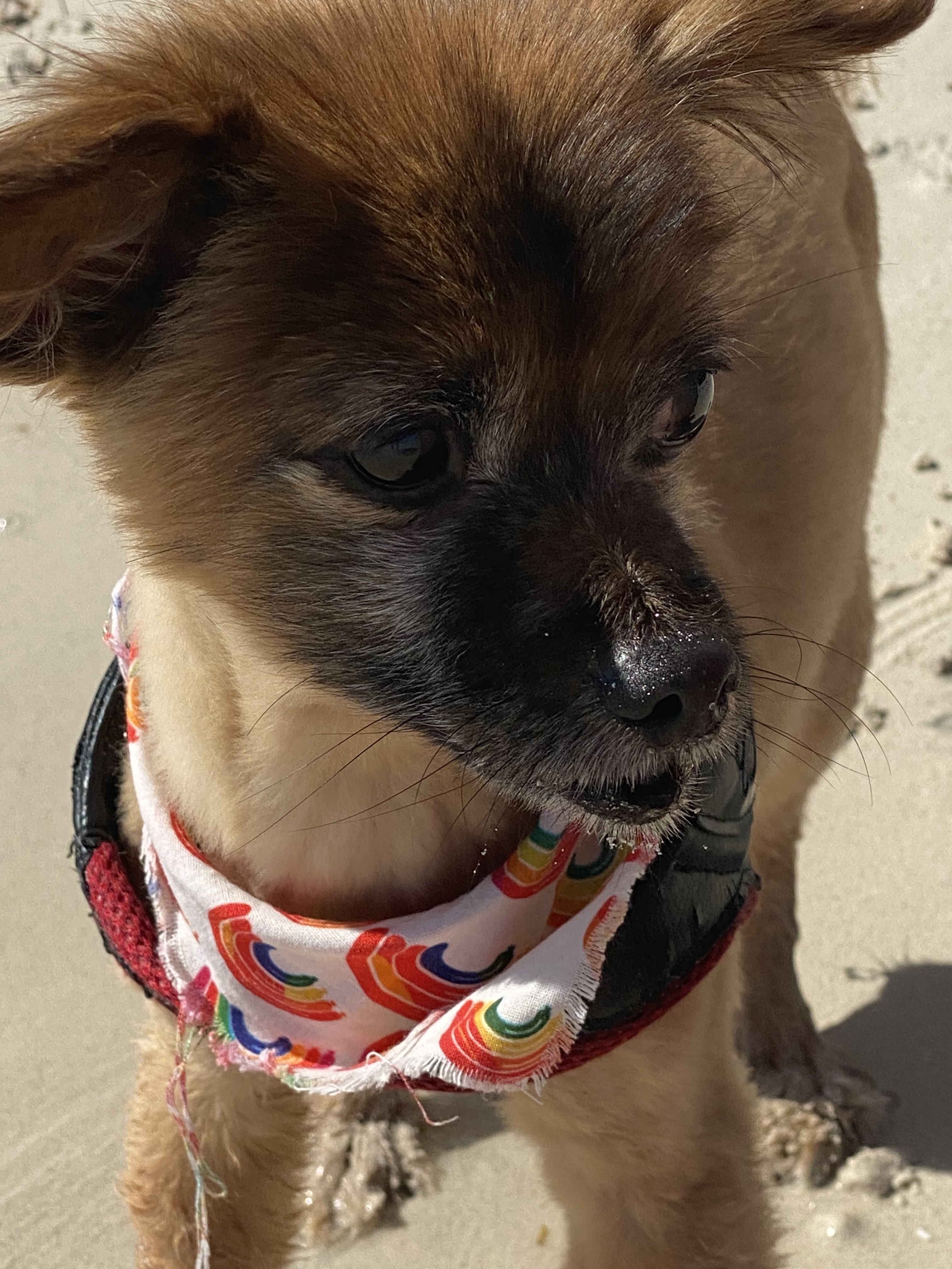 Bentley at the beach