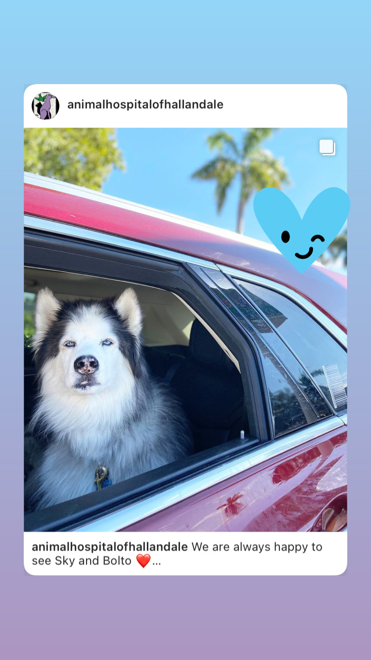 Balto always loved car rides