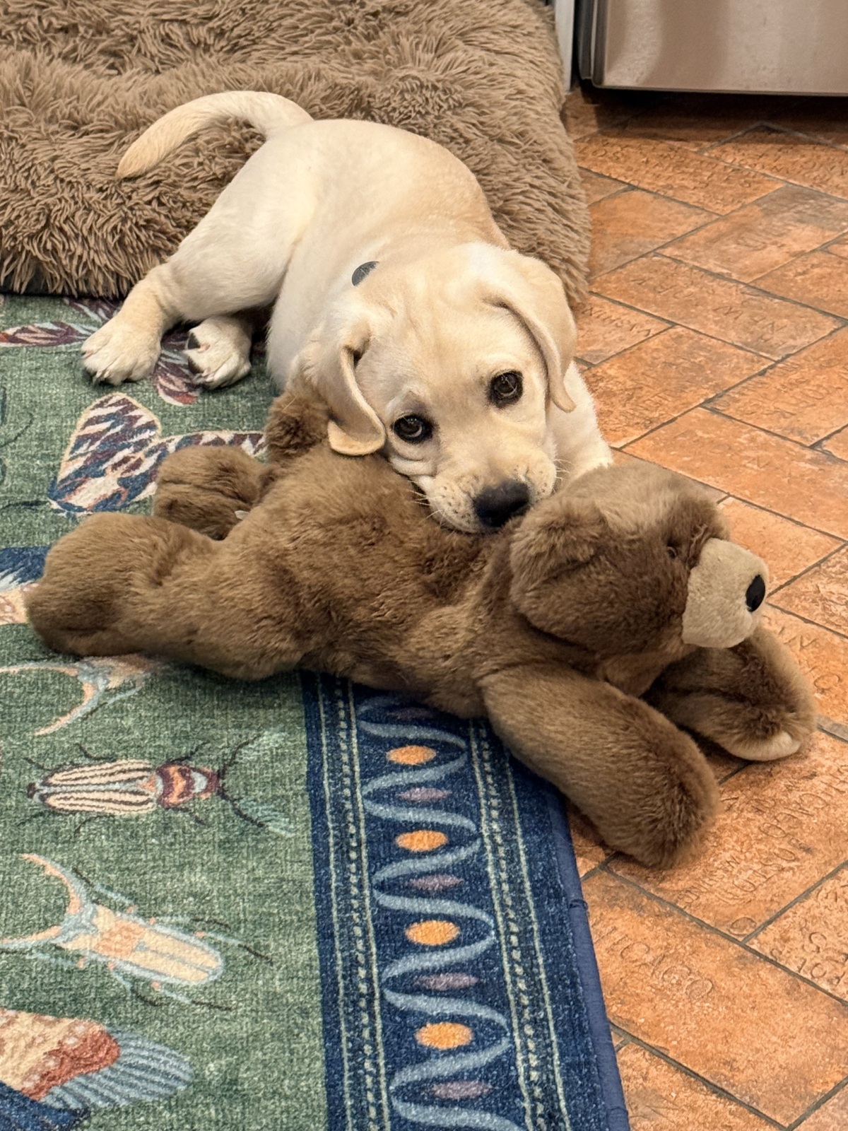 Future Service Dog Stielau II
