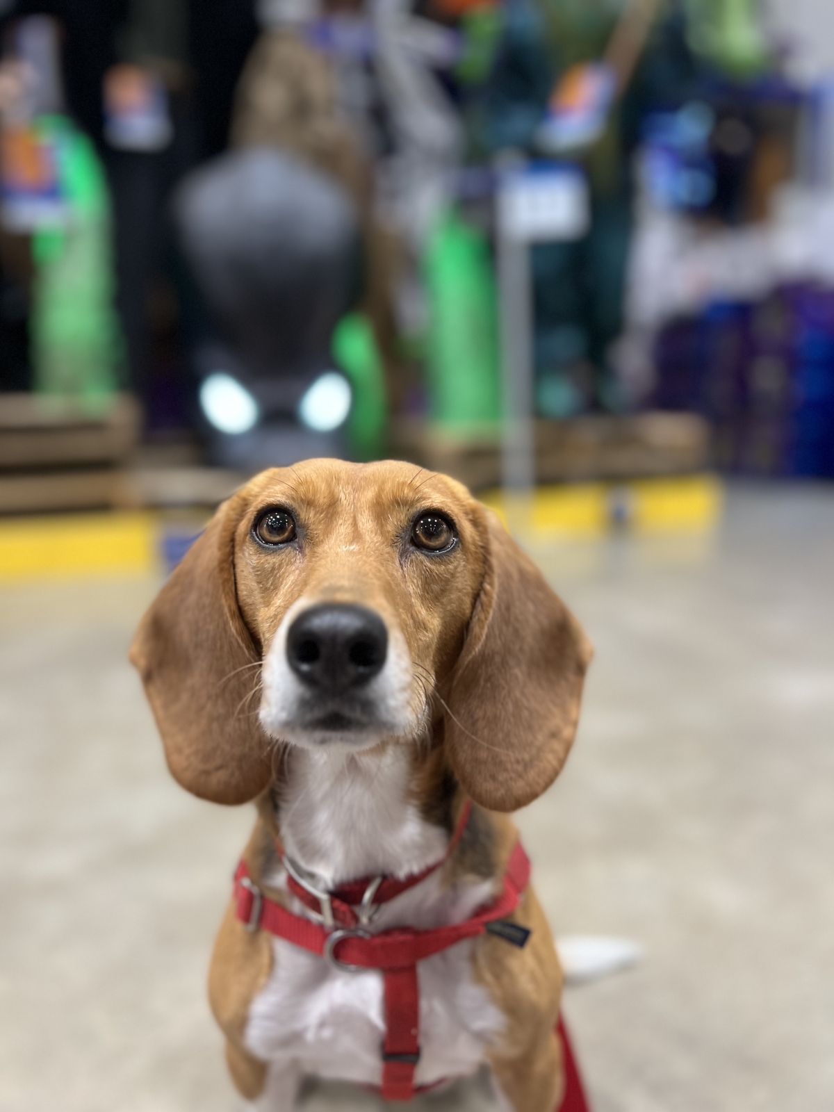 Treats are Serious Business