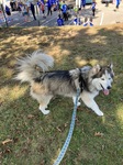 Wolfie after his run in 2023