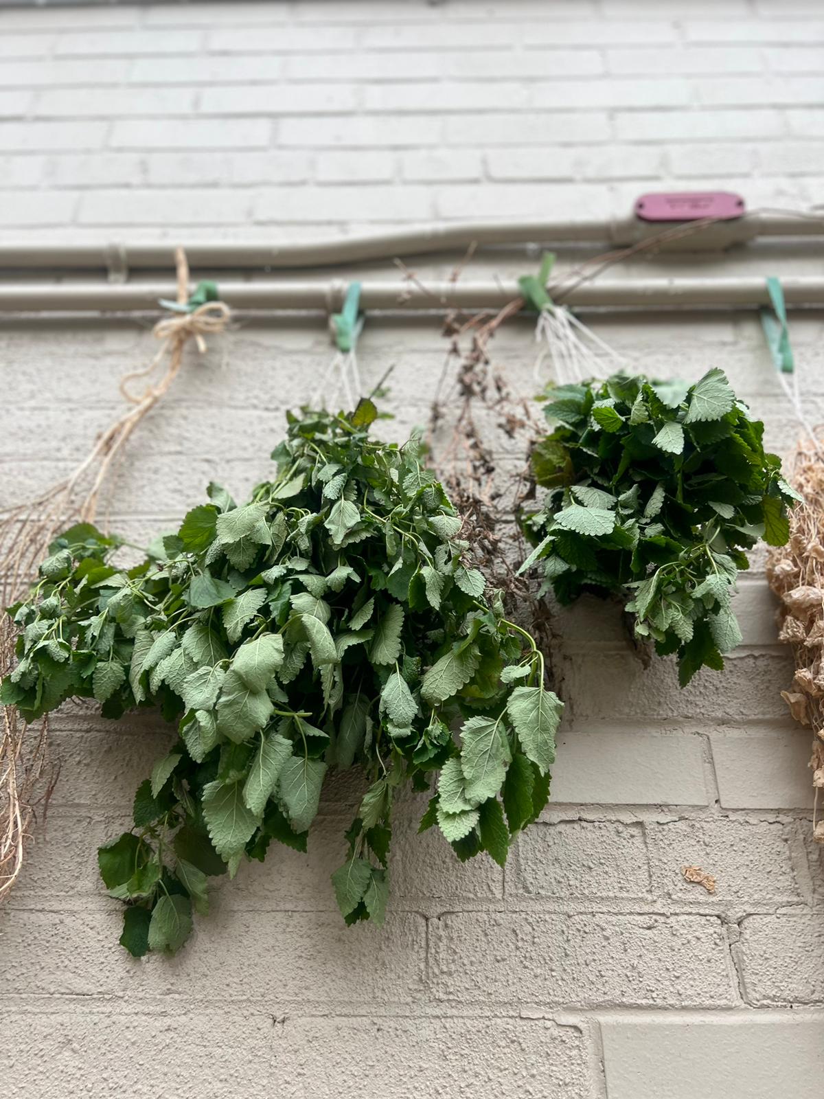 Garden Herbs Drying