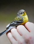 Magnolia Warbler