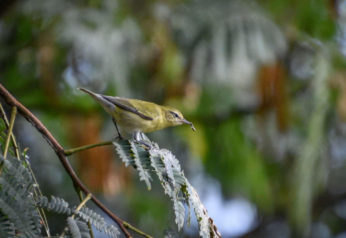 Tennessee Warbler