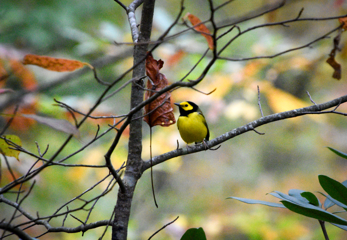 Hooded Warbler