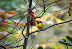 Hooded Warbler