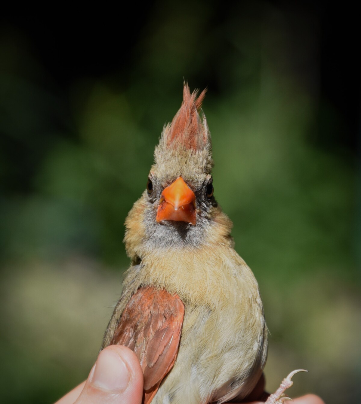 Female Northern Cardinal