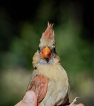 Female Northern Cardinal