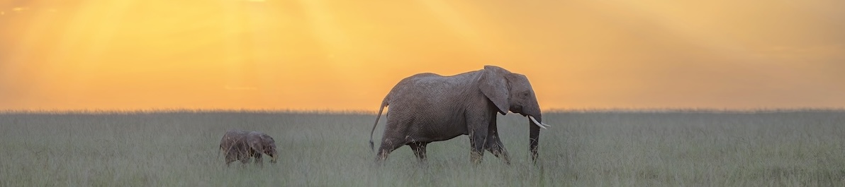 Secure a Future for Elephants